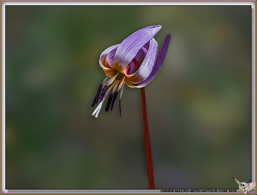 Erythrone dent de chien